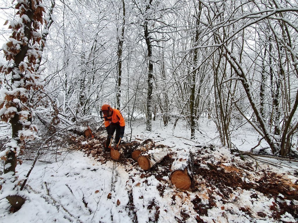 Лесник профессия. Лесная охрана лесники. Он работает в лесу. Он работает в лесу. Профессия лесник (егерь).